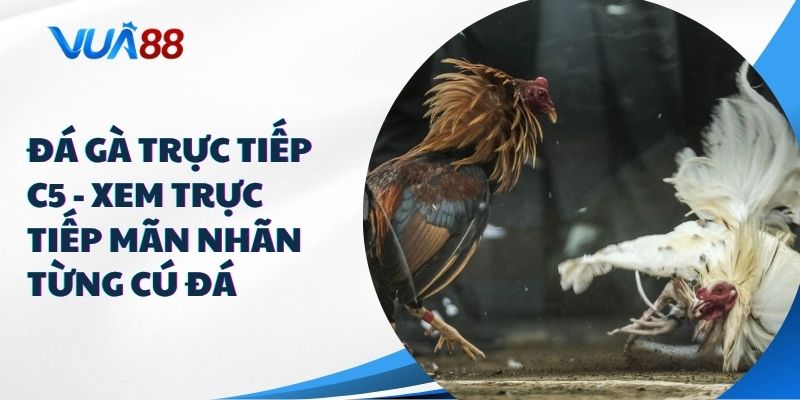 đá gà trực tiếp C5