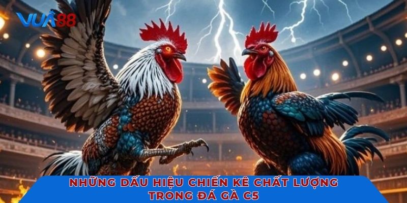 Những dấu hiệu chiến kê chất lượng trong đá gà C5